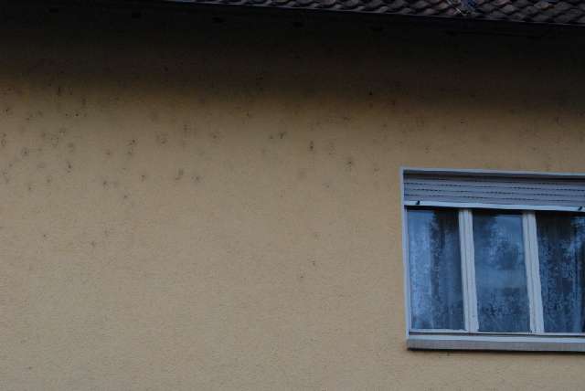 BAU.DE / BAU-Forum: 1. Bild zu Antwort "Fassaden-Check: Gro&szlig;es Foto der dunklen Flecken an Au&szlig;enwand" auf die Frage "Dunkle Flecken Au&szlig;enwand: Ursachen, Schimmel erkennen & Fachmann-Kosten?" im BAU-Forum "Au&szlig;enw&auml;nde und Fassaden"