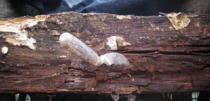 BAU.DE / BAU-Forum: 3. Bild zu Antwort "Feuchteschäden an Holz: Bilder & Warnung vor Austausch!" auf die Frage "Vollwärmeschutz vs. 36,5er Ziegel: Kosten, Dämmwert & Vor-Nachteile im Vergleich?" im BAU-Forum "Außenwände und Fassaden" BAU.DE / BAU-Forum: 3. Bild zu Antwort "Feuchteschäden an Holz: Bilder & Warnung vor Austausch!" auf die Frage "Vollwärmeschutz vs. 36,5er Ziegel: Kosten, Dämmwert & Vor-Nachteile im Vergleich?" im BAU-Forum "Außenwände und Fassaden"