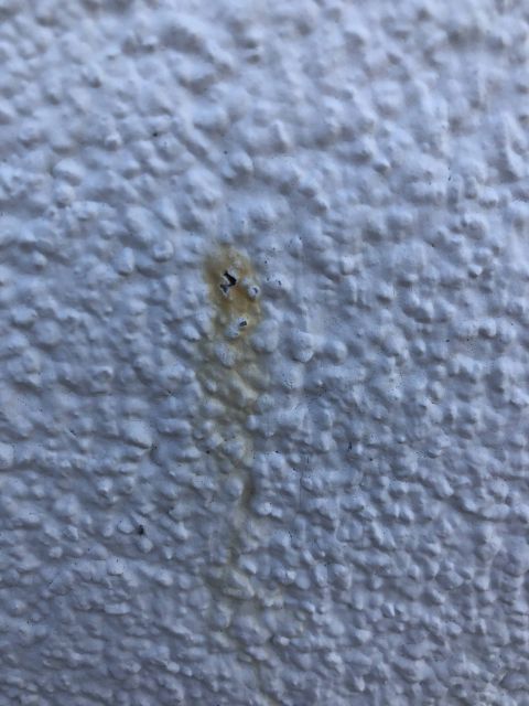 BAU.DE / BAU-Forum: 1. Bild zu Frage "(gelb/braune/orangene) Flecken an der Hausfassade" im BAU-Forum "Au&szlig;enw&auml;nde und Fassaden"