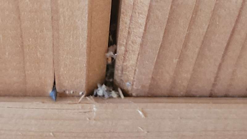 BAU.DE / BAU-Forum: 2. Bild zu Frage "Schädlinge in der Dämmung und Decke: Identifizierung und Lösungsansätze gesucht" im BAU-Forum "Außenwände und Fassaden" BAU.DE / BAU-Forum: 2. Bild zu Frage "Schädlinge in der Dämmung und Decke: Identifizierung und Lösungsansätze gesucht" im BAU-Forum "Außenwände und Fassaden"