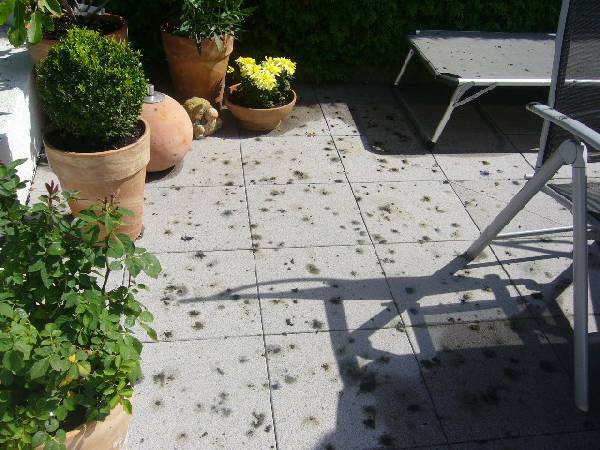 BAU.DE / BAU-Forum: 1. Bild zu Frage "Bilder zu v.g. Beitrag" im BAU-Forum "Balkon und Terrasse"