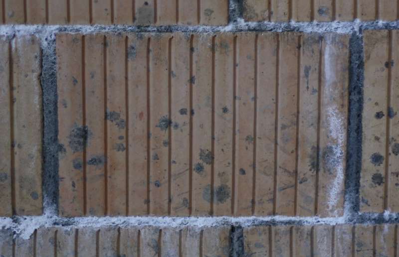 BAU.DE / BAU-Forum: 2. Bild zu Frage "Wei&szlig;e Ausbl&uuml;hungen im M&ouml;rtel" im BAU-Forum "Baustoffe"