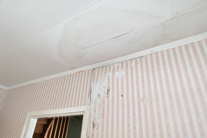 BAU.DE / BAU-Forum: 2. Bild zu Frage "Hausschwamm im Holzhaus? Erkennung, Risiken & Sofortma&szlig;nahmen bei Feuchtigkeitssch&auml;den" im BAU-Forum "Dach"