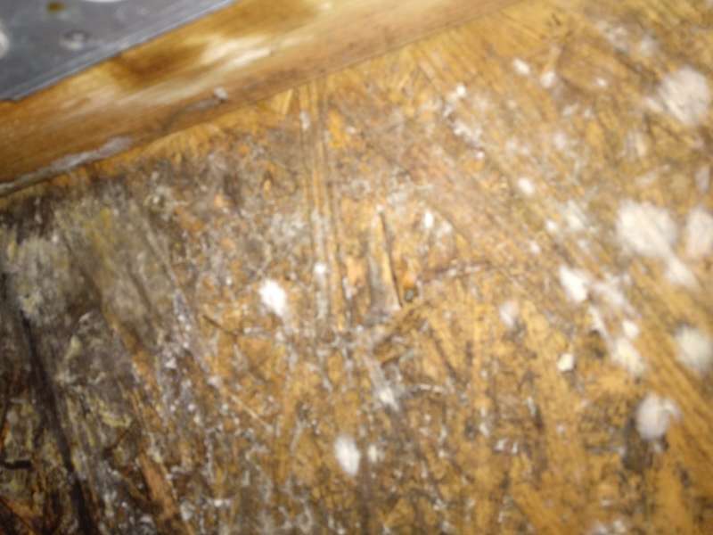 BAU.DE / BAU-Forum: 4. Bild zu Frage "Feuchtigkeit im Dach erkennen: Ursachen, Folgen & Sofortma&szlig;nahmen?" im BAU-Forum "Dach"