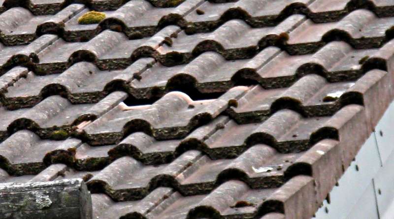 BAU.DE / BAU-Forum: 1. Bild zu Antwort "Ausbl&uuml;hungen an der Dachpfanne?" auf die Frage "Frankfurter Pfanne rutscht: Ursachen, Kosten & Sanierung bei morschen Dachlatten?" im BAU-Forum "Dach"