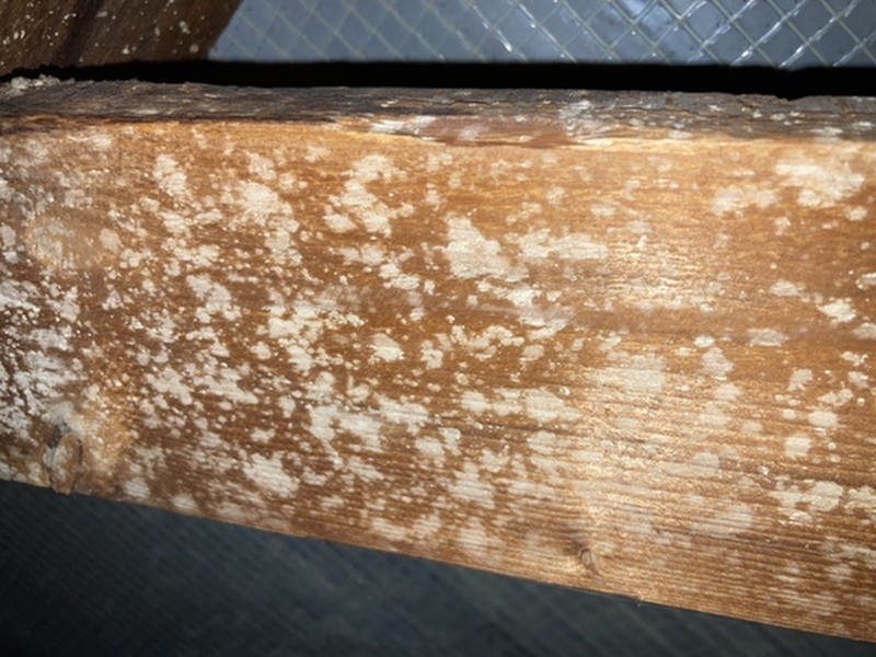 BAU.DE / BAU-Forum: 4. Bild zu Frage "Flecken auf Balken im Dachstuhl" im BAU-Forum "Dach"