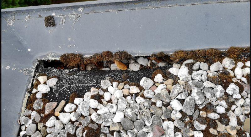 BAU.DE / BAU-Forum: 1. Bild zu Frage "Flachdach soll mit PV ausgestattet werden" im BAU-Forum "Dach" BAU.DE / BAU-Forum: 1. Bild zu Frage "Flachdach soll mit PV ausgestattet werden" im BAU-Forum "Dach"