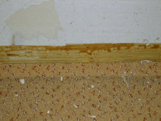 BAU.DE / BAU-Forum: 1. Bild zu Frage "Teppichkleber entfernen: Schadstoffe, Asbest erkennen & sichere Entfernung 70er Kleber" im BAU-Forum "Estrich und Bodenbeläge" BAU.DE / BAU-Forum: 1. Bild zu Frage "Teppichkleber entfernen: Schadstoffe, Asbest erkennen & sichere Entfernung 70er Kleber" im BAU-Forum "Estrich und Bodenbeläge"