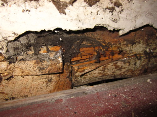 BAU.DE / BAU-Forum: 1. Bild zu Frage "Schwamm oder Pilz im Haus erkennen: Ursachen, Gefahren & Maßnahmen?" im BAU-Forum "Holzschutz, Holzschäden, Holzsanierung" BAU.DE / BAU-Forum: 1. Bild zu Frage "Schwamm oder Pilz im Haus erkennen: Ursachen, Gefahren & Maßnahmen?" im BAU-Forum "Holzschutz, Holzschäden, Holzsanierung"