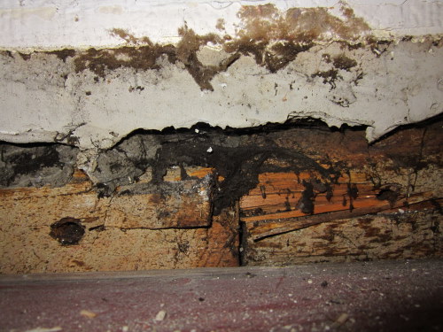 BAU.DE / BAU-Forum: 2. Bild zu Frage "Schwamm oder Pilz im Haus erkennen: Ursachen, Gefahren & Maßnahmen?" im BAU-Forum "Holzschutz, Holzschäden, Holzsanierung" BAU.DE / BAU-Forum: 2. Bild zu Frage "Schwamm oder Pilz im Haus erkennen: Ursachen, Gefahren & Maßnahmen?" im BAU-Forum "Holzschutz, Holzschäden, Holzsanierung"