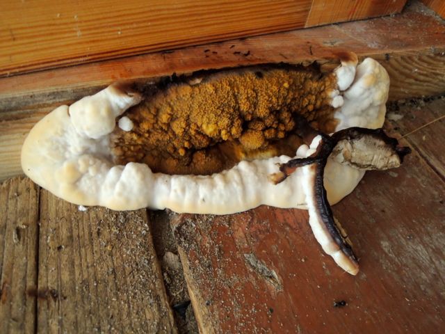 BAU.DE / BAU-Forum: 1. Bild zu Frage "Pilzbefall im Holzhaus (innen und au&szlig;en) Was tun?" im BAU-Forum "Holzschutz, Holzsch&auml;den, Holzsanierung"