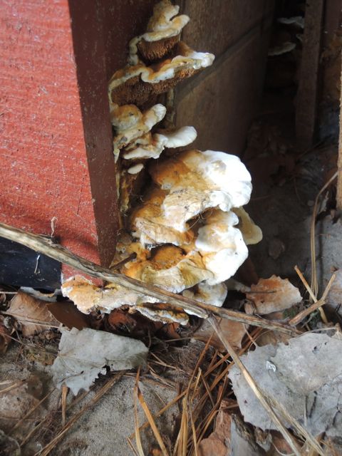 BAU.DE / BAU-Forum: 2. Bild zu Frage "Pilzbefall im Holzhaus (innen und au&szlig;en) Was tun?" im BAU-Forum "Holzschutz, Holzsch&auml;den, Holzsanierung"