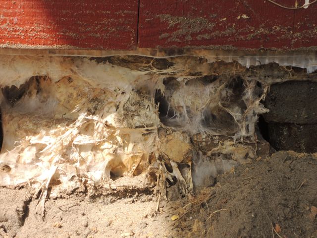 BAU.DE / BAU-Forum: 1. Bild zu Antwort "Vielen Dank f&uuml;r die schnelle Antwort!..." auf die Frage "Pilzbefall im Holzhaus: Ursachen, Erkennung & effektive Bek&auml;mpfungsmethoden?" im BAU-Forum "Holzschutz, Holzsch&auml;den, Holzsanierung"