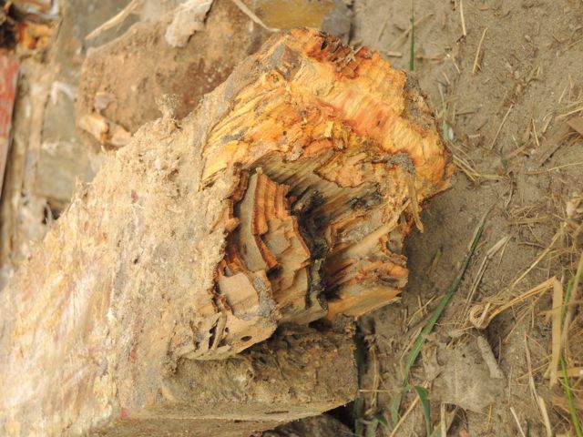 BAU.DE / BAU-Forum: 2. Bild zu Antwort "Vielen Dank f&uuml;r die schnelle Antwort!..." auf die Frage "Pilzbefall im Holzhaus: Ursachen, Erkennung & effektive Bek&auml;mpfungsmethoden?" im BAU-Forum "Holzschutz, Holzsch&auml;den, Holzsanierung"