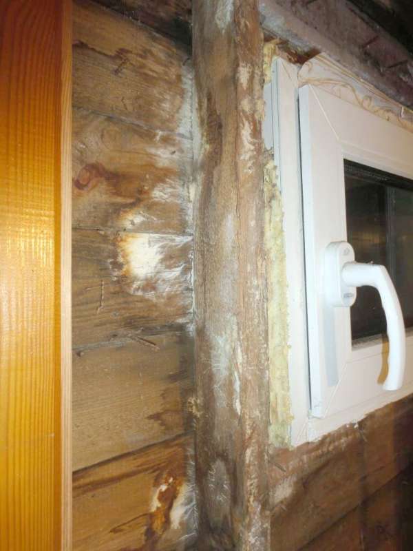 BAU.DE / BAU-Forum: 3. Bild zu Frage "Feuchteschaden / Pilz. Welcher und Beseitigung?" im BAU-Forum "Holzschutz, Holzsch&auml;den, Holzsanierung"