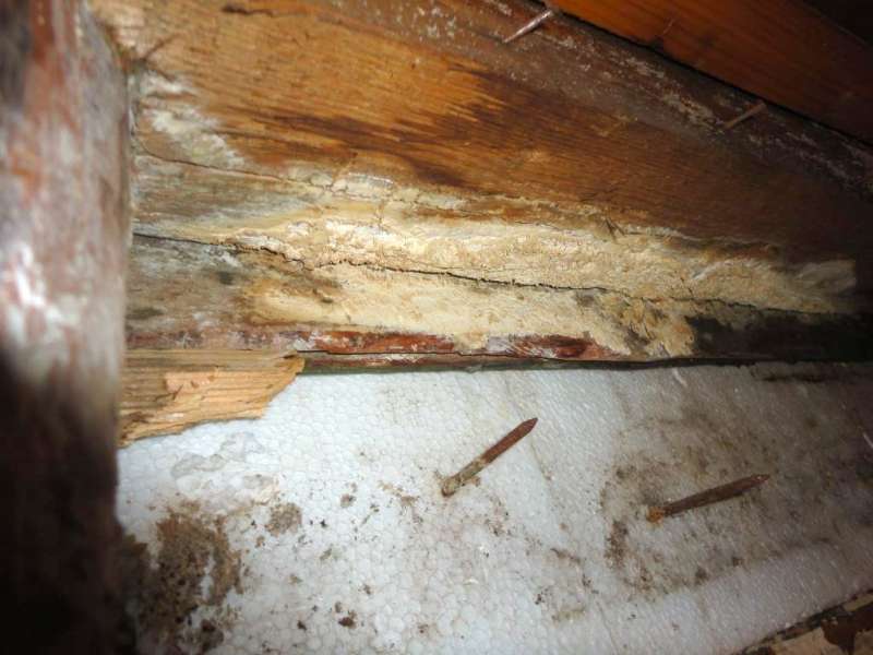 BAU.DE / BAU-Forum: 4. Bild zu Frage "Feuchteschaden / Pilz. Welcher und Beseitigung?" im BAU-Forum "Holzschutz, Holzsch&auml;den, Holzsanierung"