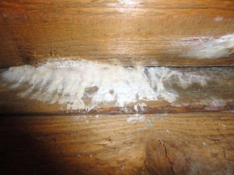 BAU.DE / BAU-Forum: 5. Bild zu Frage "Feuchteschaden / Pilz. Welcher und Beseitigung?" im BAU-Forum "Holzschutz, Holzsch&auml;den, Holzsanierung"