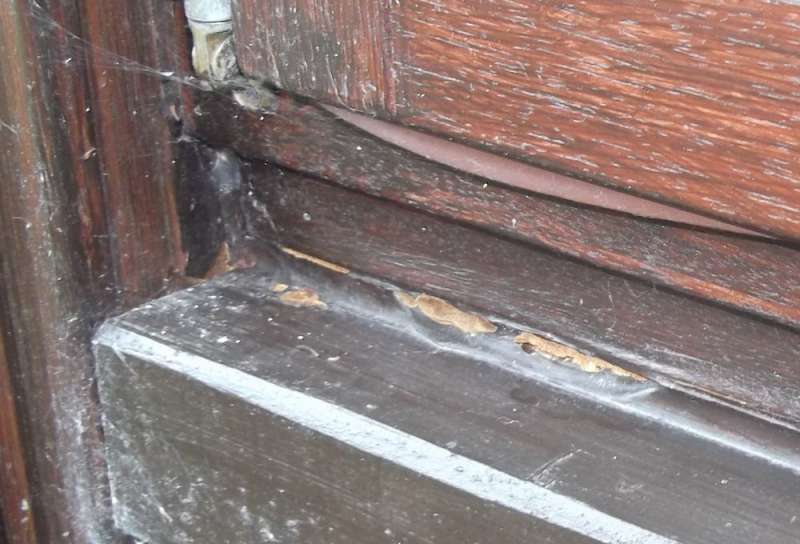 BAU.DE / BAU-Forum: 1. Bild zu Frage "Schaden Holz Wintergarten" im BAU-Forum "Holzschutz, Holzsch&auml;den, Holzsanierung"