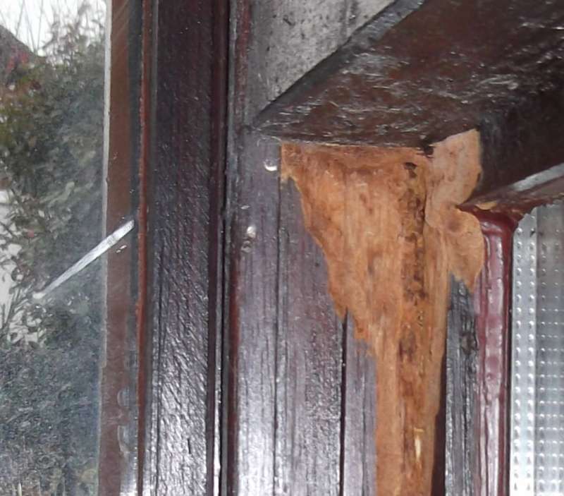 BAU.DE / BAU-Forum: 4. Bild zu Frage "Schaden Holz Wintergarten" im BAU-Forum "Holzschutz, Holzsch&auml;den, Holzsanierung"