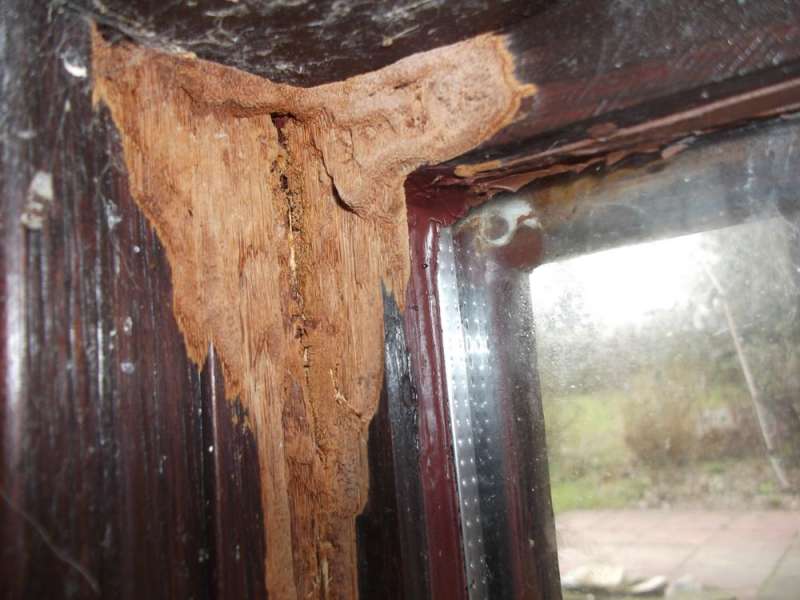 BAU.DE / BAU-Forum: 1. Bild zu Antwort "Angef&uuml;gt: Auf diesem Detailfotos sieht es doch..." auf die Frage "Holzschaden im Wintergarten: Ursachen erkennen, bek&auml;mpfen & Bausubstanz sichern" im BAU-Forum "Holzschutz, Holzsch&auml;den, Holzsanierung"