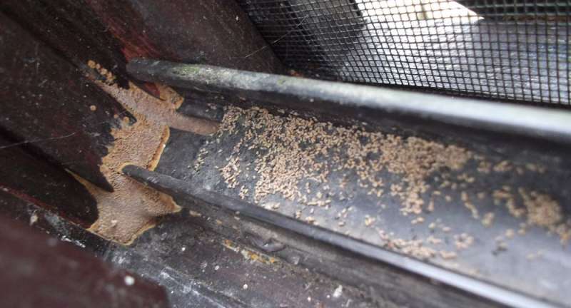 BAU.DE / BAU-Forum: 1. Bild zu Antwort "Noch ein Foto" auf die Frage "Holzschaden im Wintergarten: Ursachen erkennen, bek&auml;mpfen & Bausubstanz sichern" im BAU-Forum "Holzschutz, Holzsch&auml;den, Holzsanierung"