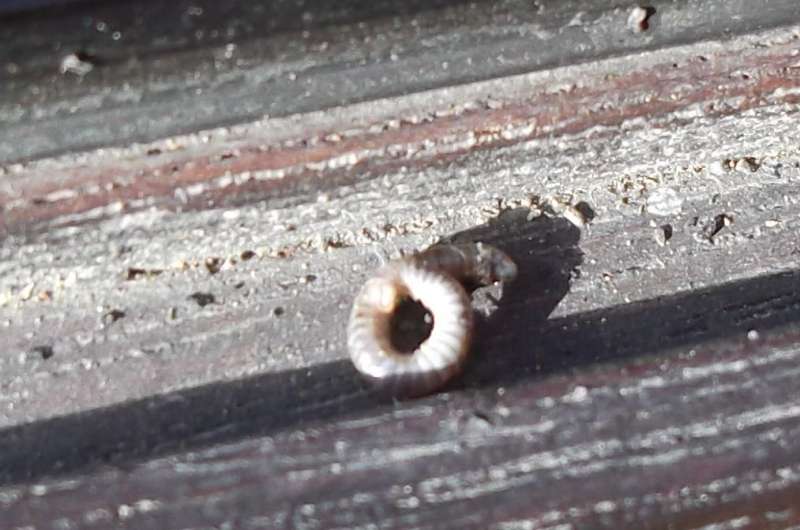 BAU.DE / BAU-Forum: 1. Bild zu Antwort "Erg&auml;nzende Angaben" auf die Frage "Holzschaden im Wintergarten: Ursachen erkennen, bek&auml;mpfen & Bausubstanz sichern" im BAU-Forum "Holzschutz, Holzsch&auml;den, Holzsanierung"