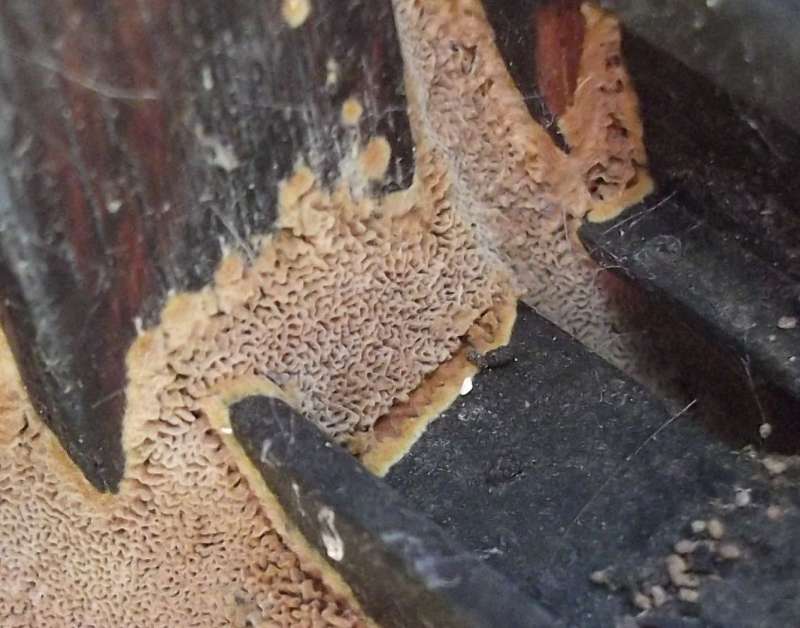 BAU.DE / BAU-Forum: 1. Bild zu Antwort "Das zweite Foto &nbsp;-&nbsp; Struktur" auf die Frage "Holzschaden im Wintergarten: Ursachen erkennen, bek&auml;mpfen & Bausubstanz sichern" im BAU-Forum "Holzschutz, Holzsch&auml;den, Holzsanierung"