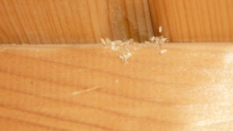 BAU.DE / BAU-Forum: 3. Bild zu Antwort "Also doch! Ich habe keine Haluzinationen" auf die Frage "Holzbalkendecke besch&auml;digt: Ursachen f&uuml;r Holzsp&auml;ne, Sch&auml;dlingsbefall & Sanierung?" im BAU-Forum "Holzschutz, Holzsch&auml;den, Holzsanierung"