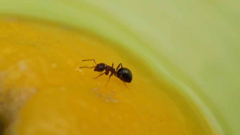 BAU.DE / BAU-Forum: 1. Bild zu Antwort "Was ist das f&uuml;r eine Ameise?!" auf die Frage "Holzbalkendecke besch&auml;digt: Ursachen f&uuml;r Holzsp&auml;ne, Sch&auml;dlingsbefall & Sanierung?" im BAU-Forum "Holzschutz, Holzsch&auml;den, Holzsanierung"