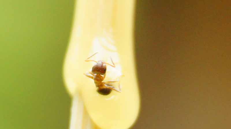BAU.DE / BAU-Forum: 2. Bild zu Antwort "Was ist das f&uuml;r eine Ameise?!" auf die Frage "Holzbalkendecke besch&auml;digt: Ursachen f&uuml;r Holzsp&auml;ne, Sch&auml;dlingsbefall & Sanierung?" im BAU-Forum "Holzschutz, Holzsch&auml;den, Holzsanierung"