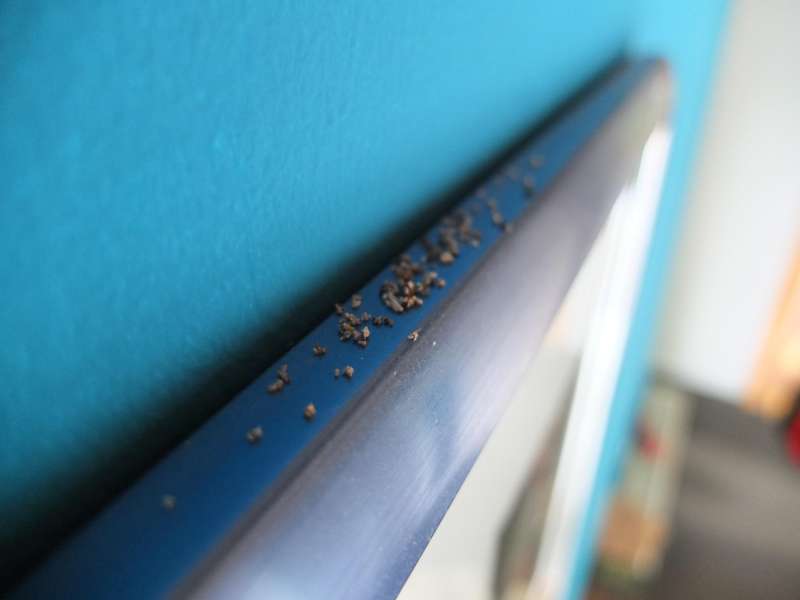 BAU.DE / BAU-Forum: 1. Bild zu Frage "Holzsp&auml;ne im Schlafzimmer" im BAU-Forum "Holzschutz, Holzsch&auml;den, Holzsanierung"