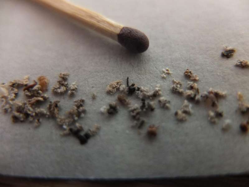 BAU.DE / BAU-Forum: 2. Bild zu Frage "Holzsp&auml;ne im Schlafzimmer" im BAU-Forum "Holzschutz, Holzsch&auml;den, Holzsanierung"