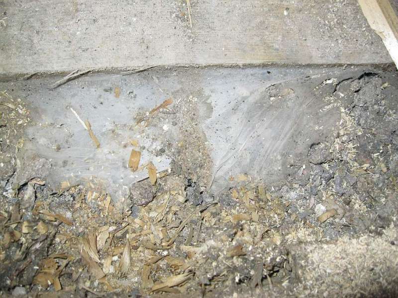 BAU.DE / BAU-Forum: 2. Bild zu Frage "Sch&auml;dling oder Hausschwamm unter Dielenboden?" im BAU-Forum "Holzschutz, Holzsch&auml;den, Holzsanierung"