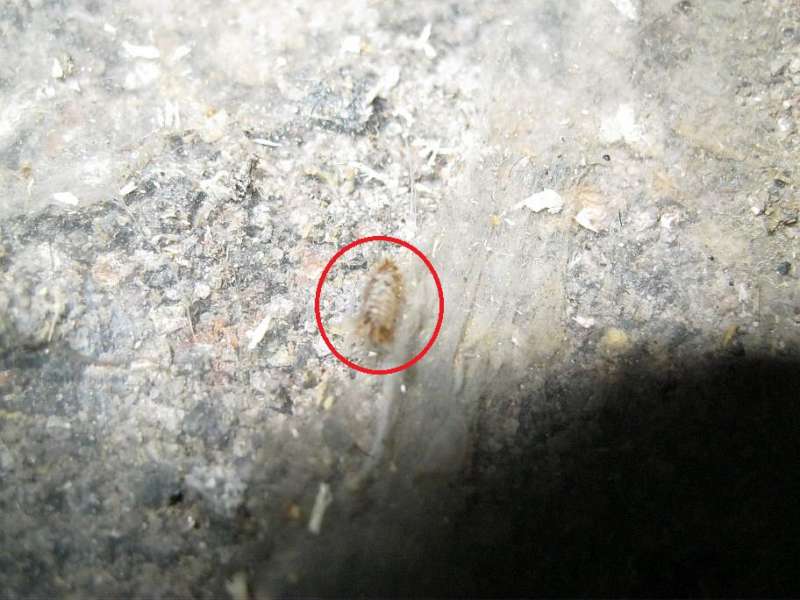BAU.DE / BAU-Forum: 3. Bild zu Frage "Sch&auml;dling oder Hausschwamm unter Dielenboden?" im BAU-Forum "Holzschutz, Holzsch&auml;den, Holzsanierung"