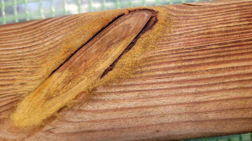 BAU.DE / BAU-Forum: 2. Bild zu Frage "Gelbe Brösel auf imprägniertem Holz im Gewächshaus: Ursache und Behandlung?" im BAU-Forum "Holzschutz, Holzsch&auml;den, Holzsanierung"