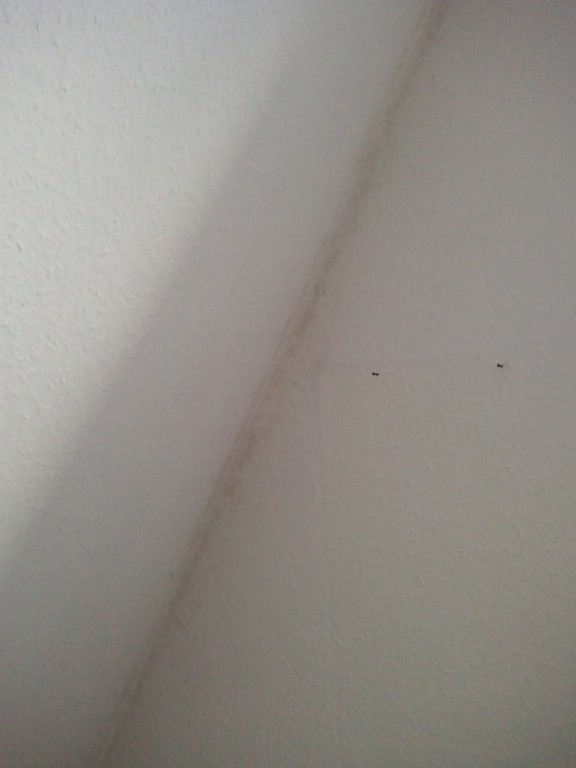 BAU.DE / BAU-Forum: 3. Bild zu Frage "Nasse Ecken/Kanten Innenwand DG zur Au&szlig;enwand" im BAU-Forum "Innenw&auml;nde"