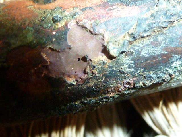 BAU.DE / BAU-Forum: 1. Bild zu Frage "Kupferrohr Lochfraß" im BAU-Forum "Sanitär, Bad, Dusche, WC" BAU.DE / BAU-Forum: 1. Bild zu Frage "Kupferrohr Lochfraß" im BAU-Forum "Sanitär, Bad, Dusche, WC"