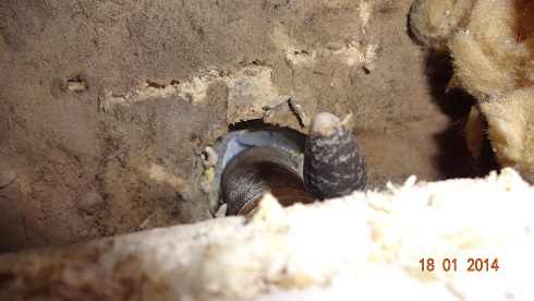 BAU.DE / BAU-Forum: 1. Bild zu Antwort "Zuerst wollte er das ich es..." auf die Frage "Wanddurchf&uuml;hrung Dusche: Wasserschaden durch Silikonfuge? Ursachen, Reparatur & Kosten" im BAU-Forum "Sanit&auml;r, Bad, Dusche, WC"