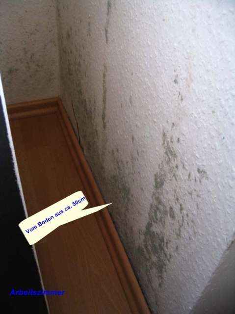 BAU.DE / BAU-Forum: 1. Bild zu Frage "Schimmel im Altbau (EG) durch Boden: Ursachen, Risiken & Sanierung?" im BAU-Forum "Modernisierung / Sanierung / Bausch&auml;den"