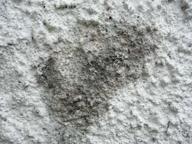 BAU.DE / BAU-Forum: 3. Bild zu Frage "Efeu Sporen auf Rauputz entfernen: Fassadenreinigung, Mittel & Tipps?" im BAU-Forum "Modernisierung / Sanierung / Bausch&auml;den"