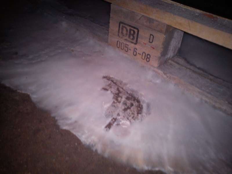 BAU.DE / BAU-Forum: 1. Bild zu Frage "Riesenpilz im Keller auf Naturboden: Ursachen, Gefahren & Sofortma&szlig;nahmen?" im BAU-Forum "Modernisierung / Sanierung / Bausch&auml;den"