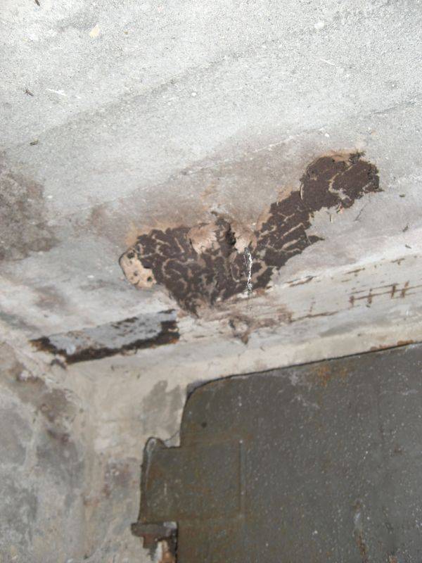 BAU.DE / BAU-Forum: 4. Bild zu Frage "Hausschwamm im Altbau erkennen? Ursachen, Risiken & Sanierungskosten im &Uuml;berblick" im BAU-Forum "Modernisierung / Sanierung / Bausch&auml;den"