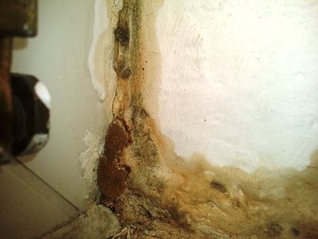 BAU.DE / BAU-Forum: 1. Bild zu Frage "Hausschwamm?" im BAU-Forum "Modernisierung / Sanierung / Bausch&auml;den"