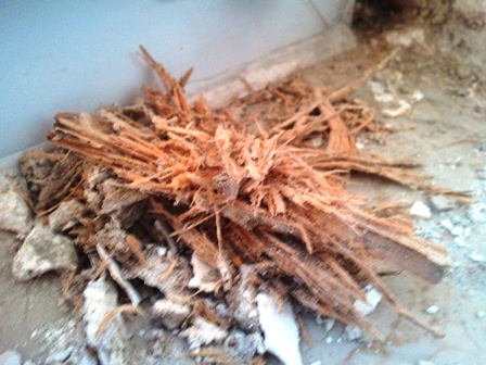 BAU.DE / BAU-Forum: 2. Bild zu Frage "Hausschwamm?" im BAU-Forum "Modernisierung / Sanierung / Bausch&auml;den"