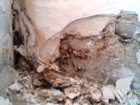 BAU.DE / BAU-Forum: 3. Bild zu Frage "Hausschwamm?" im BAU-Forum "Modernisierung / Sanierung / Bausch&auml;den"