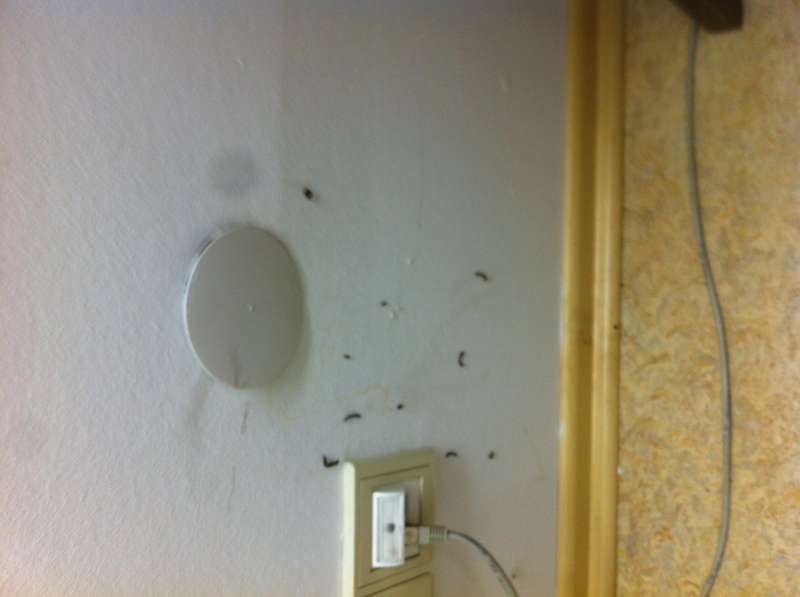 BAU.DE / BAU-Forum: 1. Bild zu Frage "Minischnecken im Keller durch Leerrohr: Ursachen, Bek&auml;mpfung & Vorbeugung?" im BAU-Forum "Modernisierung / Sanierung / Bausch&auml;den"