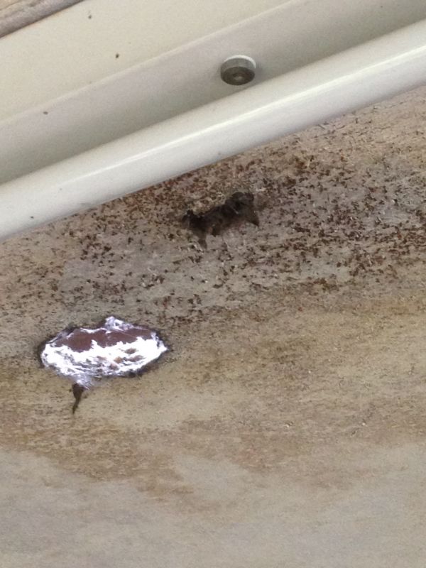 BAU.DE / BAU-Forum: 2. Bild zu Frage "Asbest?" im BAU-Forum "Modernisierung / Sanierung / Bauschäden" BAU.DE / BAU-Forum: 2. Bild zu Frage "Asbest?" im BAU-Forum "Modernisierung / Sanierung / Bauschäden"