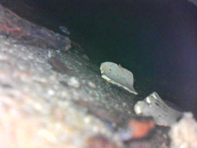 BAU.DE / BAU-Forum: 5. Bild zu Antwort "Endoskop Aufnahmen" auf die Frage "Schimmel hinter Dusche: Ursachen, Sanierung & Risiken f&uuml;r Bad-W&auml;nde?" im BAU-Forum "Modernisierung / Sanierung / Bausch&auml;den"