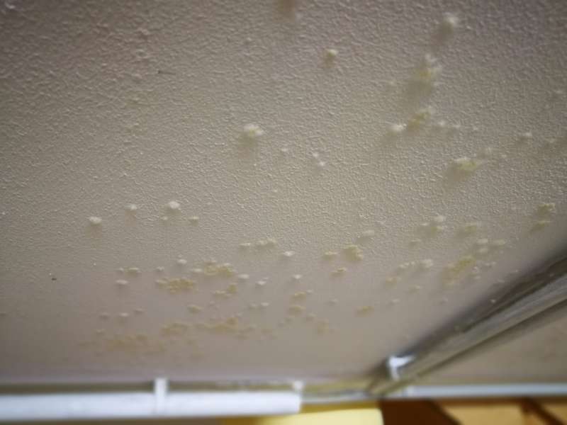 BAU.DE / BAU-Forum: 1. Bild zu Frage "Unbekannte Ausbl&uuml;hungen an Kellerdecke &nbsp;-&nbsp; Schimmel" im BAU-Forum "Modernisierung / Sanierung / Bausch&auml;den"