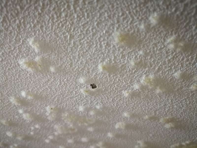 BAU.DE / BAU-Forum: 2. Bild zu Frage "Unbekannte Ausbl&uuml;hungen an Kellerdecke &nbsp;-&nbsp; Schimmel" im BAU-Forum "Modernisierung / Sanierung / Bausch&auml;den"